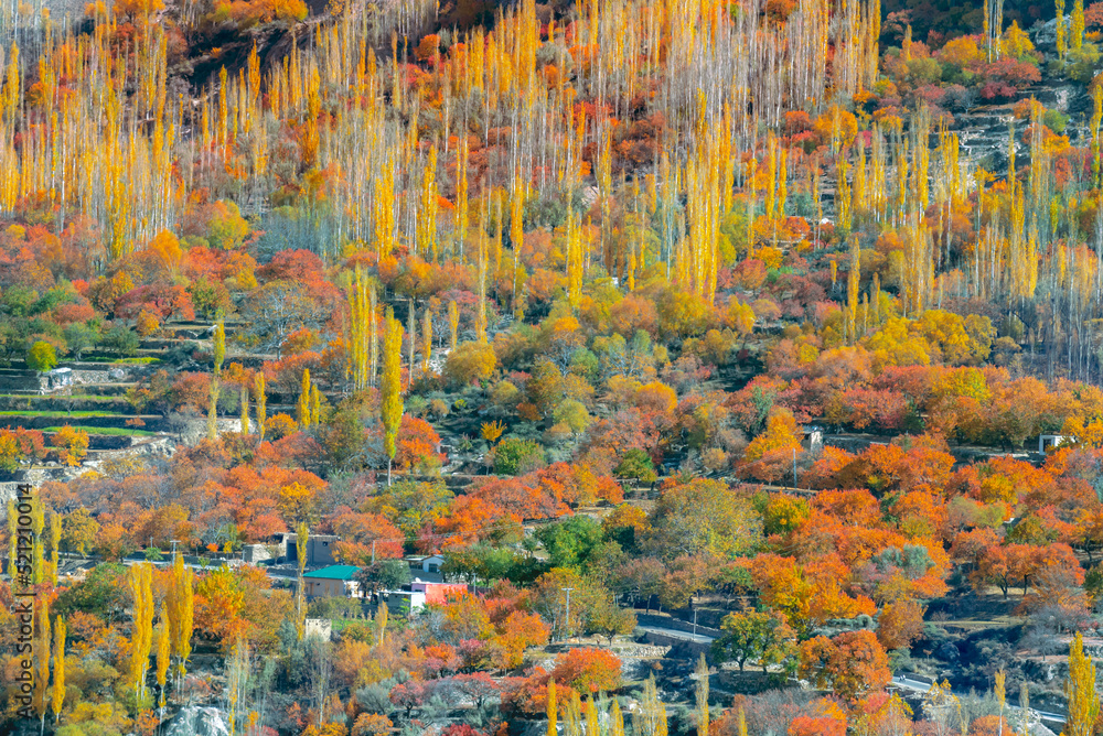 aerial view of autumn trees in hunza, beautiful autumn landscape  with snow mountains, mountains and autumn trees landscape of gilgit baltistan 