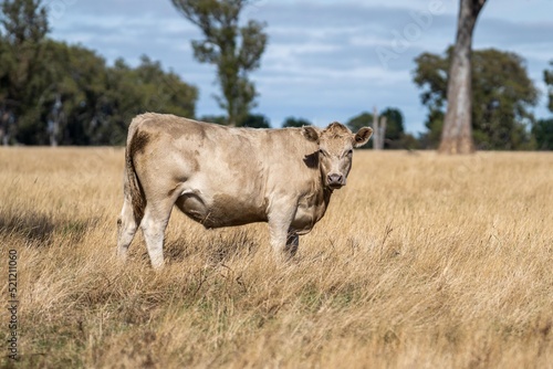 Fototapeta Naklejka Na Ścianę i Meble -  Big fat cattle Stud Angus, wagyu, Murray grey, Dairy and beef Cows and Bulls grazing on grass and pasture in a field. The animals are organic and free range, agricultural farm in Australia.