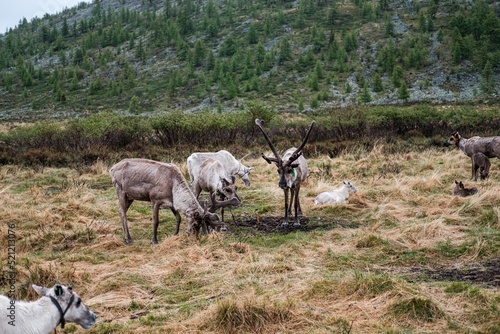 Group of brown reindeer grazing on the rural Tsaatan field in Mongolia photo