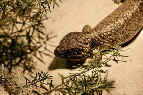 Closeup shot of a scaly lizard on sand photo