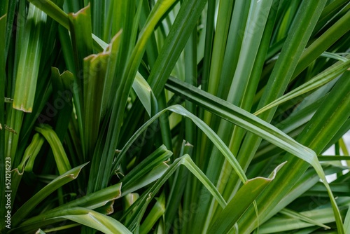 Closeup shot of green grass blades in El Paredon beach, Escuintla photo