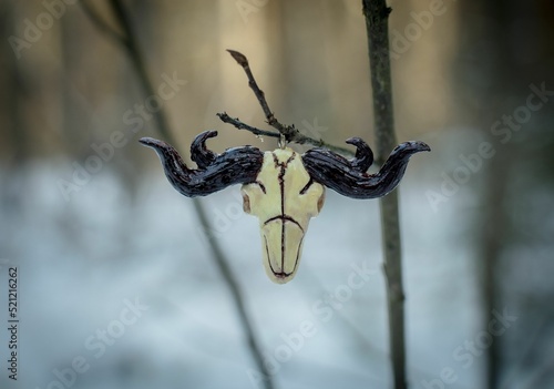 Ornamental bool skull hanging from the tree branch on a winter day photo