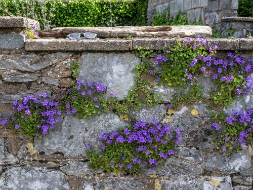 Closeup of abandoned sunglasses on a bellflower-covered wall In Topsham, Devon, England photo