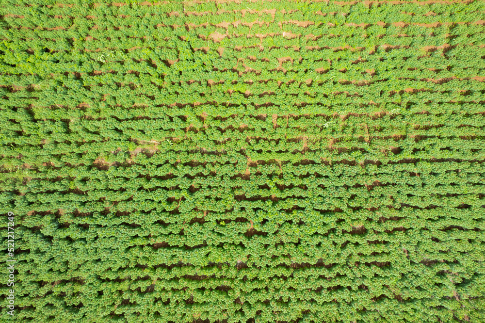 high angle view of farm, grow plants, nice landscape high angle view of farm, grow plants, nice landscape