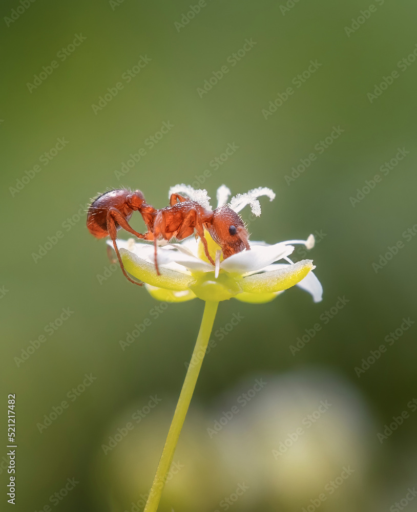 Naklejka premium ant in the meadow drinks nectar from a white flower.