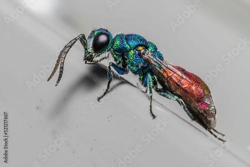 Macro shot of a Chrysis fulgida wasp perched on a gray surface photo