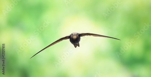 Apus apus Common swift flies and hunts insects. photo