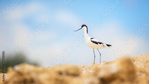 Recurvirostra avosetta he walks on the sand and watches the surroundings.