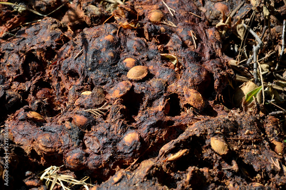 poured out pulp and pits from the fermentation of apricots used to make schnapps. the distillation of alcoholic beverages in a domestic distillery has a great tradition and legacy from past generation poured out pulp and pits from the fermentation of apricots used to make schnapps. the distillation of alcoholic beverages in a domestic distillery has a great tradition and legacy from past generation