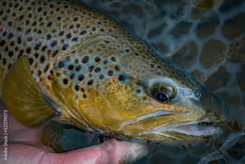 Photos Human hand holding the head of Lahontan cutthroat trout in the net in water
