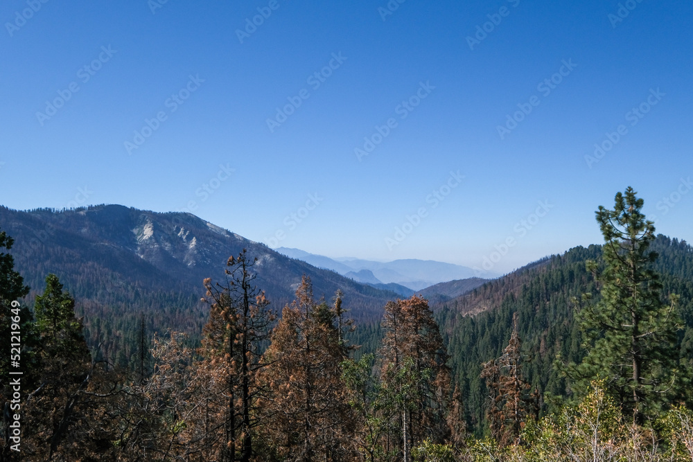 Vue général sur le parc des Séquoia