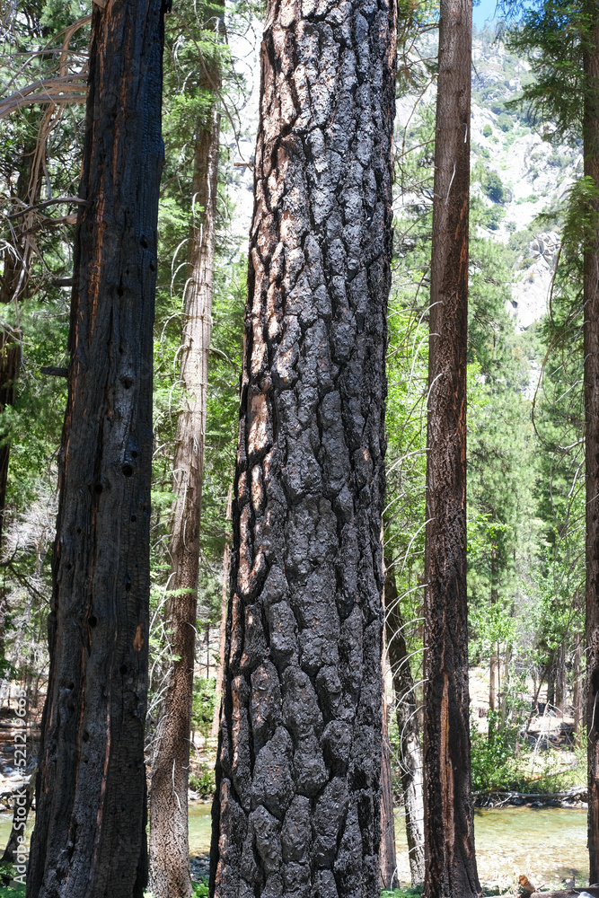 Obraz premium Ecorce d'arbre dans le parc des Séquoia 
