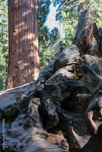 Le parc des Séquoia avec ses arbres mythiques