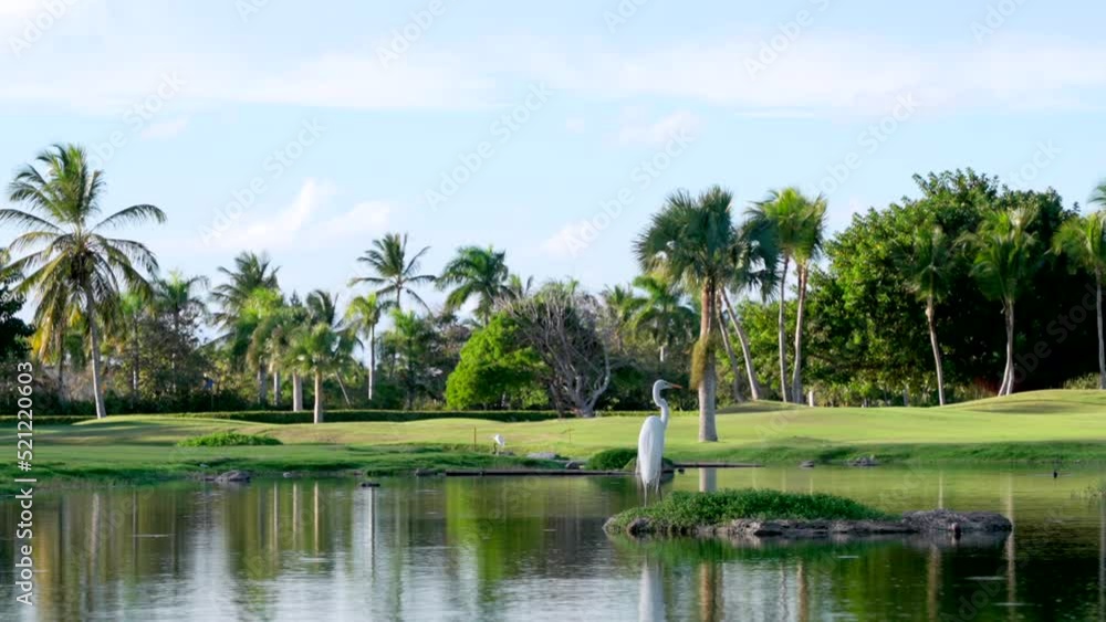 White heron flies away from a calm lake surface with reflections of sky on it and palm trees around. Beautiful scenery White heron flies away from a calm lake surface with reflections of sky on it and palm trees around. Beautiful scenery