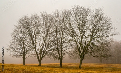 Leafless trees in the meadow against the background of the misty sky. photo