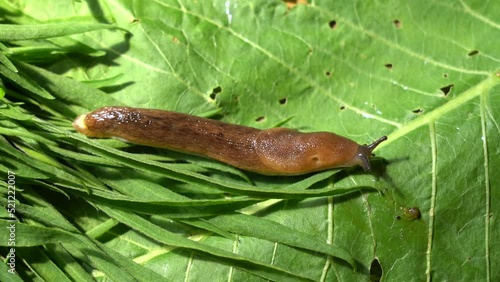 A common garden snail crawling on green leaves photo
