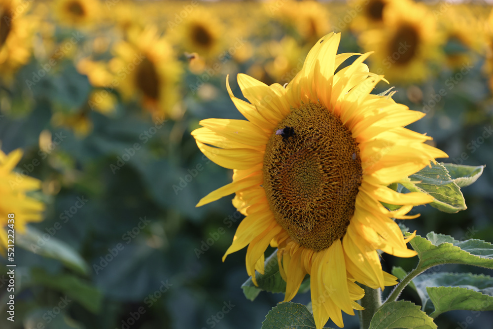 Naklejka premium Pole słoneczników