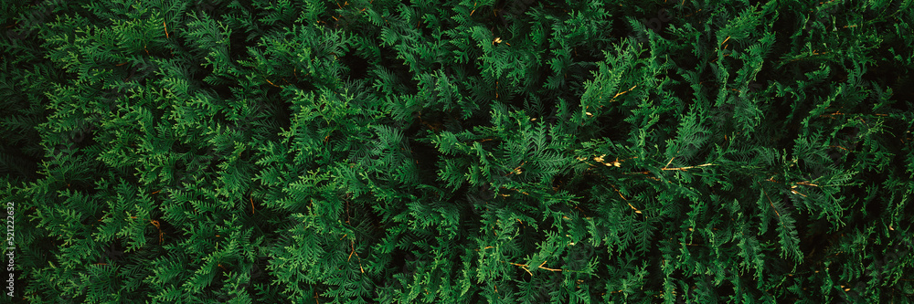 Abstract green thuja Abstract green thuja