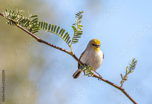 A verdin bird perched on a desert tree branch  © Matthew Jolley 