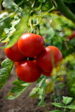 Beautiful red ripe tomatoes grown in a farm greenhouse. Ripe red organic tomato in greenhouse. Beautiful heirloom tomatoes