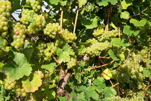 Common grape vine in Germany