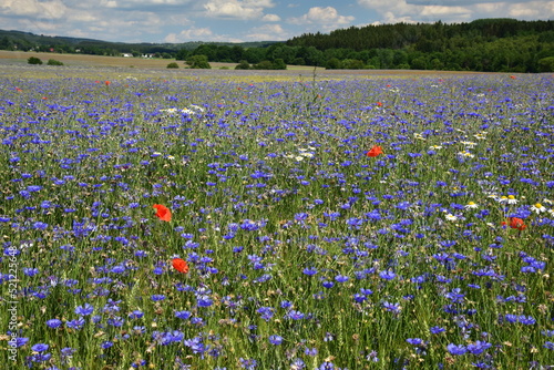 Summer blooming fields, flowers, field flowers