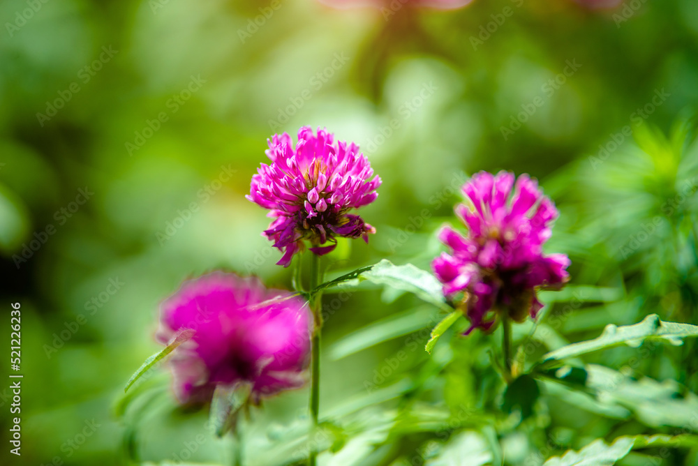 Clover flowers grow in the garden in summer
Clover flowers grow in the garden in summer