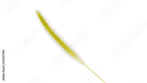 green foxtail grass png image