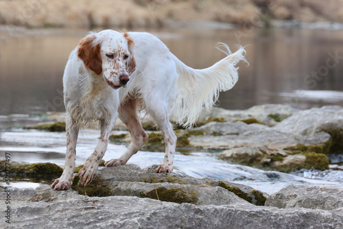 English Setter auf kleinem Wasserfall photo