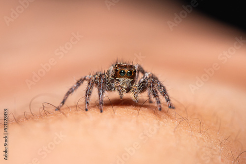 Jumping spiders on human skin, active during the day eat different types of small insects ,Small exotic pets, macro closeup