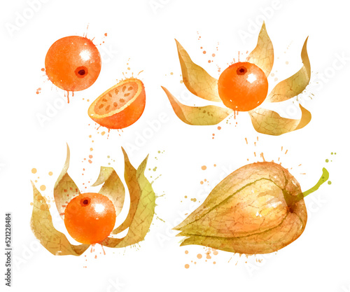 Watercolor vector illustration of Physalis fruit photo