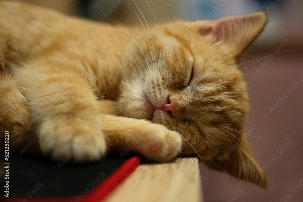 Closeup portrait of sleeping ginger kitten on the table.
