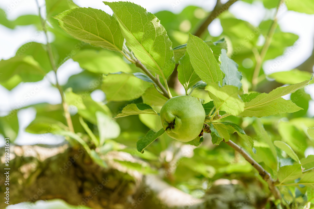 Apple tree and green apple, Young fruits of apple, on the branch Apple tree and green apple, Young fruits of apple, on the branch