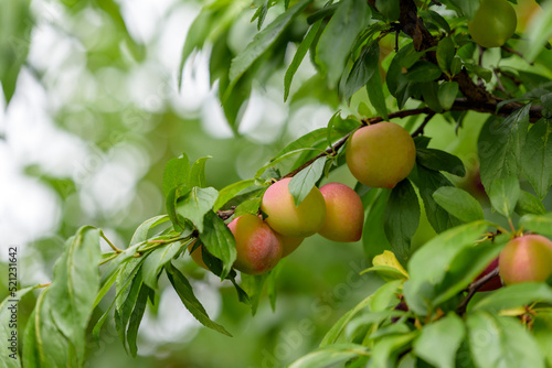 Young fruits of a Japanese plum tree, on the branch