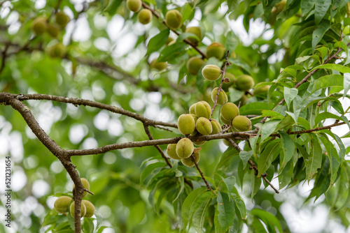 Hana peach fruit on the tree