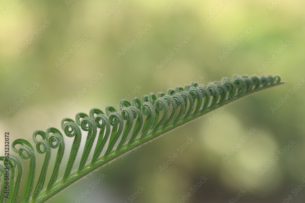 Circinate vernation of a young leaf of Cycas revoluta Circinate vernation of a young leaf of Cycas revoluta