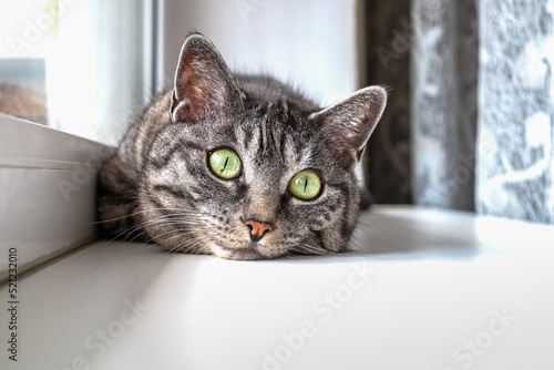 Cute grey tabby cat lies on a window sill, looks ahead