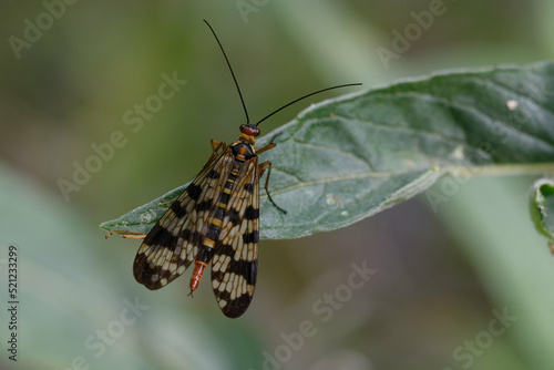 Female Scorpion-fly (Panorpa meridionalis) on a leaf photo