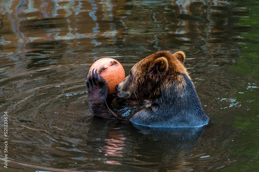 Fototapeta premium A view of a Brown bear holding a buoy on the outskirts of Sitka, Alaska in summertime