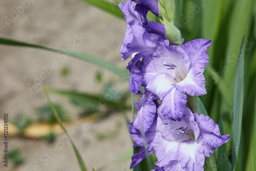 purple blue gladiolus flower in dry field