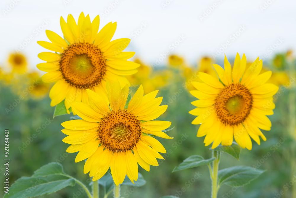 Sunflower fields