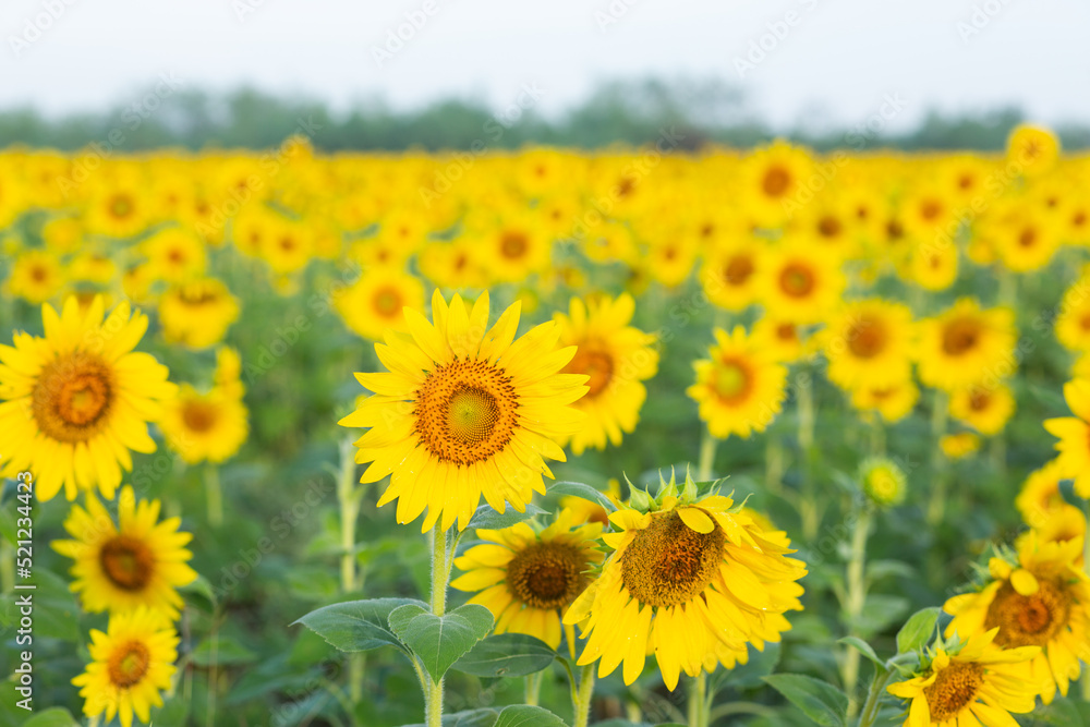 Sunflower fields Sunflower fields