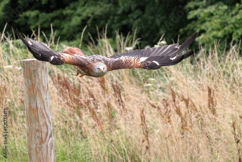 Canvas-taulu Closeup shot of a black kite (Milvus migrans) flying over the field