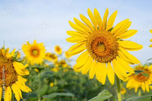 Fototapeta Naklejka Na Ścianę i Meble -  Sunflower fields