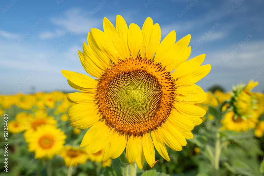 Sunflower fields Sunflower fields
