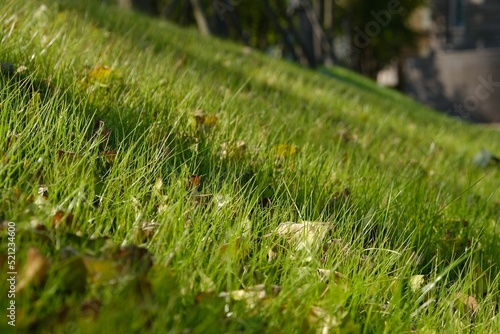 Closeup of a sloping hill with a grass and leaves
