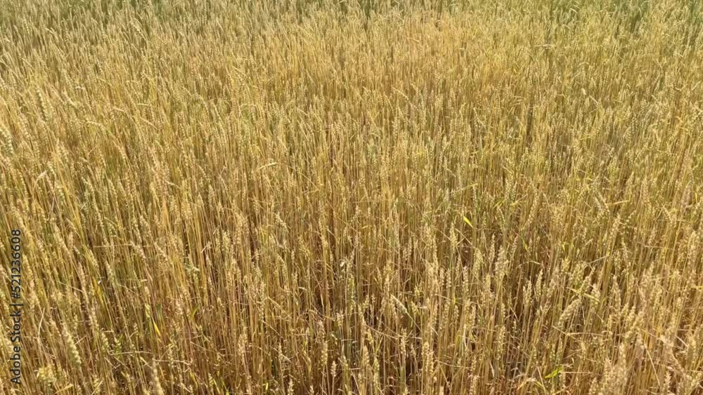 wheat field in ukraine, food crisis and war, ripe wheat on a sunny day, wheat field
wheat field in ukraine, food crisis and war, ripe wheat on a sunny day, wheat field
