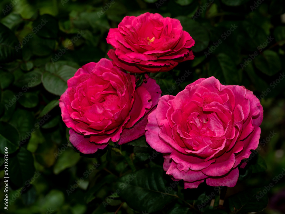 Shape and colors of Princess Kishi roses that blooming Shape and colors of Princess Kishi roses that blooming