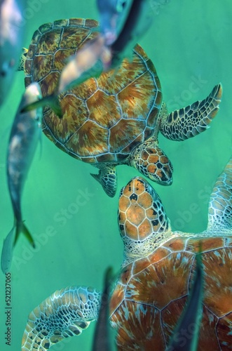 Vertical closeup of beautiful sea turtles swimming in the ocean photo