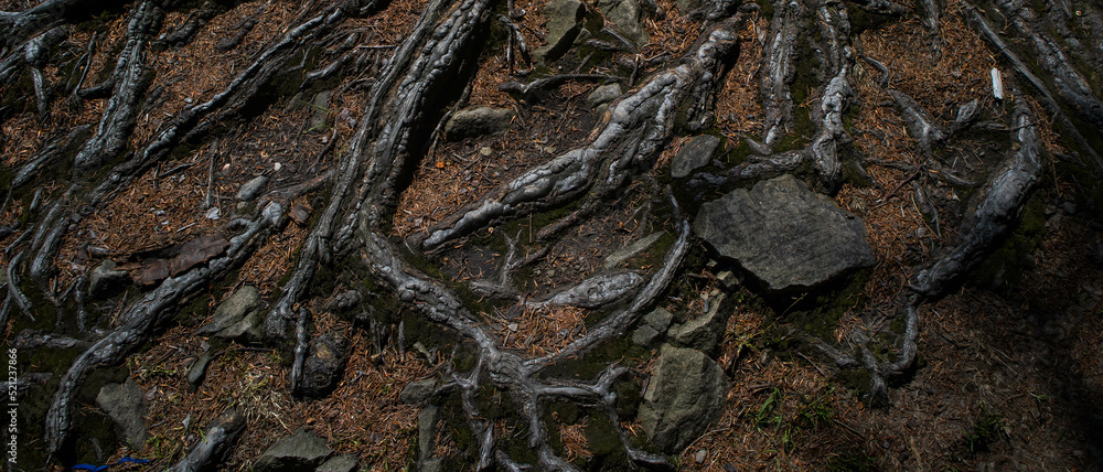 Obraz premium ljkhlkh